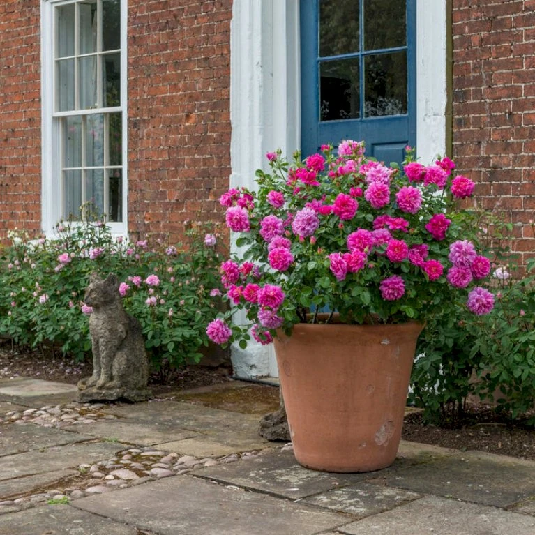 'Princess Anne'™ Rosa X 'Princess Anne'™ (Engelsk Rose) A-Kvalitet,- Barrods Roser Min. 3 Grene 4 'Princess Anne'™ Rosa X 'Princess Anne'™ (Engelsk Rose) A-Kvalitet,- Barrods Roser Min. 3 Grene - Billede 4