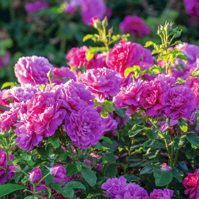 'Princess Anne'™ Rosa X 'Princess Anne'™ (Engelsk Rose) A-Kvalitet,- Barrods Roser Min. 3 Grene 5 'Princess Anne'™ Rosa X 'Princess Anne'™ (Engelsk Rose) A-Kvalitet,- Barrods Roser Min. 3 Grene - Billede 5