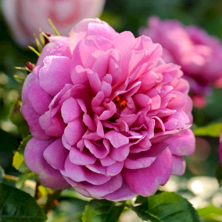 'Princess Anne'™ Rosa X 'Princess Anne'™ (Engelsk Rose) A-Kvalitet,- Barrods Roser Min. 3 Grene 6 'Princess Anne'™ Rosa X 'Princess Anne'™ (Engelsk Rose) A-Kvalitet,- Barrods Roser Min. 3 Grene - Billede 6