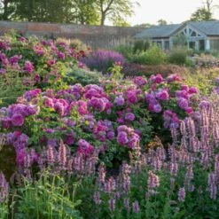 'Princess Anne'™ Rosa X 'Princess Anne'™ (Engelsk Rose) A-Kvalitet,- Barrods Roser Min. 3 Grene 14 'Princess Anne'™ Rosa X 'Princess Anne'™ (Engelsk Rose) A-Kvalitet,- Barrods Roser Min. 3 Grene -Osmo Salgsbutik p31057 53100 rosa x princess anne engelsk rose 5a33