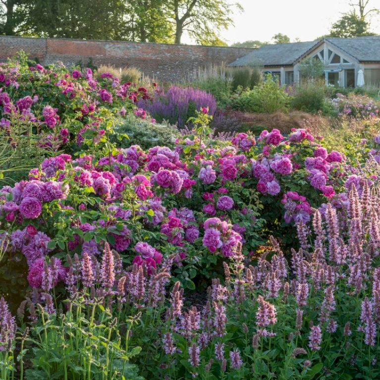 'Princess Anne'™ Rosa X 'Princess Anne'™ (Engelsk Rose) A-Kvalitet,- Barrods Roser Min. 3 Grene 7 'Princess Anne'™ Rosa X 'Princess Anne'™ (Engelsk Rose) A-Kvalitet,- Barrods Roser Min. 3 Grene - Billede 7