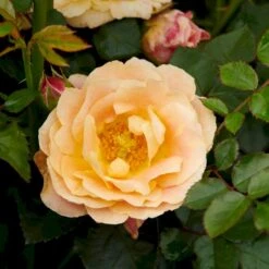 'Trakai'™ Palace'® Rosa X 'Trakai'™ Palace'® (Palacerose) A-Kvalitet,- Barrods Roser Min. 3 Grene 5 'Trakai'™ Palace'® Rosa X 'Trakai'™ Palace'® (Palacerose) A-Kvalitet,- Barrods Roser Min. 3 Grene -Osmo Salgsbutik p31117 51919 rosa x trakai palace palacerose 0241