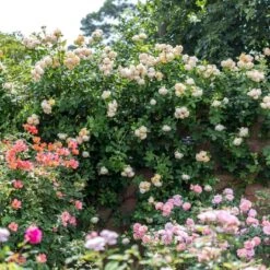 'Wollerton Old Hall'™ Rosa X 'Wollerton Old Hall'™ (Engelsk Rose) A-Kvalitet,- Barrods Roser Min. 3 Grene -Osmo Salgsbutik p31130 53254 rosa x wollerton old hall engelsk rose 7b8a