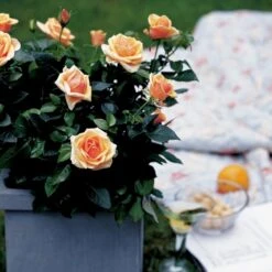 'Olympic™ Palace'® Rosa X 'Olympic™ Palace'® (Palacerose) A-Kvalitet,- Barrods Roser Min. 3 Grene -Osmo Salgsbutik p311 51907 rosa x olympic palace palacerose 0a01