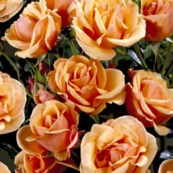 'Olympic™ Palace'® Rosa X 'Olympic™ Palace'® (Palacerose) A-Kvalitet,- Barrods Roser Min. 3 Grene -Osmo Salgsbutik p311 51908 rosa x olympic palace palacerose 077d