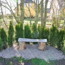 Hækthuja 'Smaragd' Thuja Occidentalis 'Smaragd' Med Klump, - 80-100 Cm