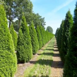 Hækthuja 'Smaragd' Thuja Occidentalis 'Smaragd' Med Klump,- 150-175 Cm. -Osmo Salgsbutik p3129 52857 thuja occidentalis smaragd a969