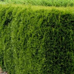 Hækthuja 'Smaragd' Thuja Occidentalis 'Smaragd' Med Klump, - 80-100 Cm 9 Hækthuja 'Smaragd' Thuja Occidentalis 'Smaragd' Med Klump, - 80-100 Cm -Osmo Salgsbutik p3129 52858 thuja occidentalis smaragd 9b78 1