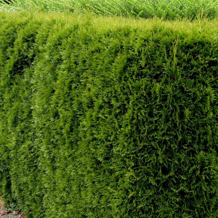 Hækthuja 'Smaragd' Thuja Occidentalis 'Smaragd' Med Klump, - 80-100 Cm 3 Hækthuja 'Smaragd' Thuja Occidentalis 'Smaragd' Med Klump, - 80-100 Cm - Billede 3