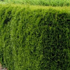 Hækthuja 'Smaragd' Thuja Occidentalis 'Smaragd' Potte 5,0 Liter,- 80-100 Cm. -Osmo Salgsbutik p3129 52858 thuja occidentalis smaragd 9b78 2