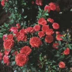 'Orange Juwel'® Rosa X 'Orange Juwel'® (Miniaturerose) A-Kvalitet,- Barrods Roser Min. 3 Grene -Osmo Salgsbutik p312 53619 rosa x orange juwel miniaturerose 50c0