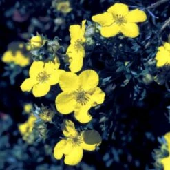 Gul Buskpotentil 'Goldfinger' Potentilla Fruticosa 'Goldfinger' Plug + 2 års, 30-50 Cm. -Osmo Salgsbutik p3130 54085 potentilla fruticosa goldfinger 2cdf