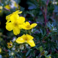 Gul Buskpotentil 'Goldfinger' Potentilla Fruticosa 'Goldfinger' Plug + 2 års, 30-50 Cm. -Osmo Salgsbutik p3130 54086 potentilla fruticosa goldfinger a387