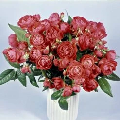 'Orange Morsdag' Rosa X 'Orange Morsdag' (Miniaturerose) A-Kvalitet,- Barrods Roser Min. 3 Grene -Osmo Salgsbutik p314 51645 rosa x orange morsdag miniaturerose f776