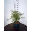 Japansk Dværgahorn Acer Palmatum Dissectum Potte 10 Liter 40-50 Cm.