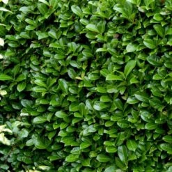 Hæk-Kirsebærlaurbær 'Rotundifolia' Prunus Laurocerasus 'Rotundifolia' Potte 10 Liter,- 100-125 Cm. -Osmo Salgsbutik p3166 52810 prunus laurocerasus rotundifolia 617d