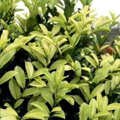 Hæk-Kirsebærlaurbær 'Rotundifolia' Prunus Laurocerasus 'Rotundifolia' Potte 10 Liter,- 100-125 Cm. -Osmo Salgsbutik p3166 52811 prunus laurocerasus rotundifolia 46c3