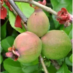 Japansk Kvæde 'Crimson And Gold' Chaenomeles Hyb. 'Crimson And Gold' 3,5 Liter Potte 6 Japansk Kvæde 'Crimson And Gold' Chaenomeles Hyb. 'Crimson And Gold' 3,5 Liter Potte -Osmo Salgsbutik p31725 40740 chaenomeles hyb crimson and gold 4412