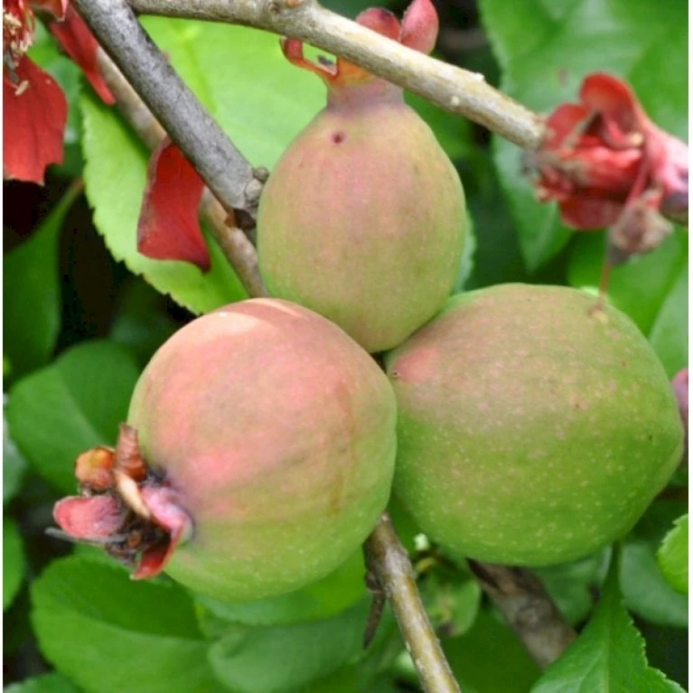 Japansk Kvæde 'Crimson And Gold' Chaenomeles Hyb. 'Crimson And Gold' 3,5 Liter Potte 3 Japansk Kvæde 'Crimson And Gold' Chaenomeles Hyb. 'Crimson And Gold' 3,5 Liter Potte - Billede 3