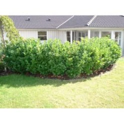 Kirsebærlaurbær 'Etna' Prunus Laurocerasus 'Etna' Potte 5,0 Liter,- 80-100 Cm. -Osmo Salgsbutik p3179 30027 prunus laurocerasus etna 6222 1