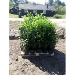 Kirsebærlaurbær 'Etna' Prunus Laurocerasus 'Etna' Potte 10 Liter,- 60-80 Cm.