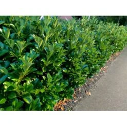 Kirsebærlaurbær 'Etna' Prunus Laurocerasus 'Etna' Potte 10 Liter,- 60-80 Cm. -Osmo Salgsbutik p3179 34070 prunus laurocerasus etna fe24 2