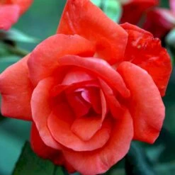 'Piccolo'® Rosa X 'Piccolo'® (Miniaturerose) A-Kvalitet,- Barrods Roser Min. 3 Grene -Osmo Salgsbutik p318 51656 rosa x piccolo miniaturerose b208