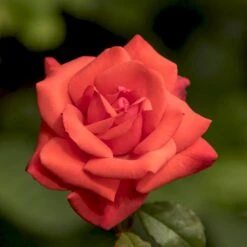 'Piccolo'® Rosa X 'Piccolo'® (Miniaturerose) A-Kvalitet,- Barrods Roser Min. 3 Grene -Osmo Salgsbutik p318 54032 rosa x piccolo miniaturerose d314