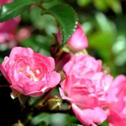 'Pink The Fairy' Rosa X 'Pink The Fairy' (Bunddækkerose) A-Kvalitet,- Barrods Roser Min. 3 Grene -Osmo Salgsbutik p319 51659 rosa x pink the fairy bunddaekkerose ecbb