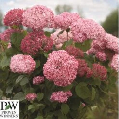 Træagtig Hortensia 'Invinc. Pink Annabelle'' Hydrangea Arb. 'invinc. Pink Annabelle'' Potte 3,0 Liter,- 25-30 Cm. -Osmo Salgsbutik p32083 35997 hydrangea arb invinc pink annabelle 3439