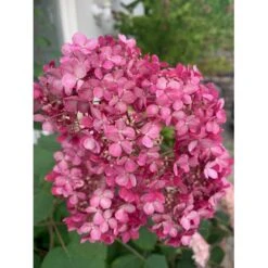 Træagtig Hortensia 'Invinc. Pink Annabelle'' Hydrangea Arb. 'invinc. Pink Annabelle'' Potte 3,0 Liter,- 25-30 Cm. -Osmo Salgsbutik p32083 35998 hydrangea arb invinc pink annabelle 7775