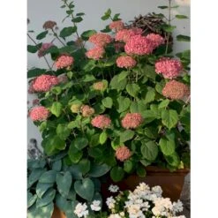 Træagtig Hortensia 'Invinc. Pink Annabelle'' Hydrangea Arb. 'invinc. Pink Annabelle'' Potte 3,0 Liter,- 25-30 Cm. -Osmo Salgsbutik p32083 36000 hydrangea arb invinc pink annabelle 4226