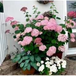 Træagtig Hortensia 'Invinc. Pink Annabelle'' Hydrangea Arb. 'invinc. Pink Annabelle'' Potte 3,0 Liter,- 25-30 Cm. -Osmo Salgsbutik p32083 38907 hydrangea arb invinc pink annabelle 029f