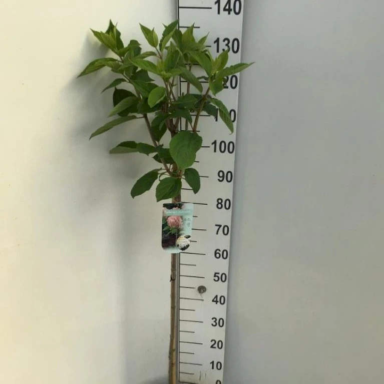 Syrén-Hortensia 'Phantom' Hydrangea Paniculata 'Phantom' Opstammet 90 Cm. 7,5 Liter Potte