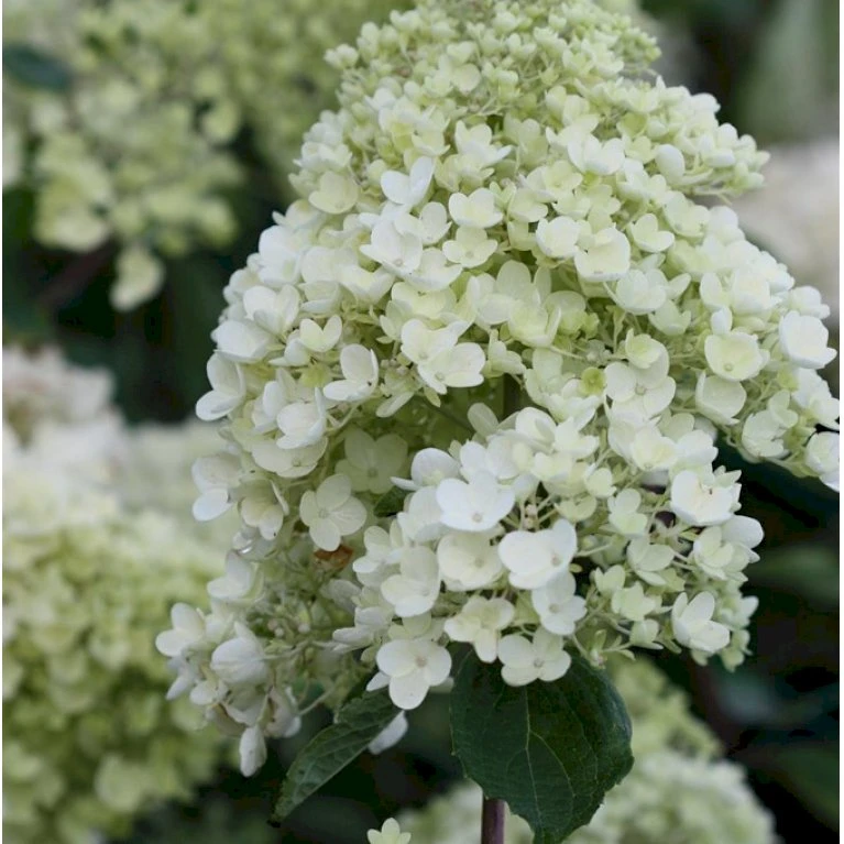 Syrén-Hortensia 'Silver Dollar' Hydrangea Paniculata 'Silver Dollar' Potte 3,0 Liter,- 25-30 Cm. 4 Syrén-Hortensia 'Silver Dollar' Hydrangea Paniculata 'Silver Dollar' Potte 3,0 Liter,- 25-30 Cm. - Billede 4