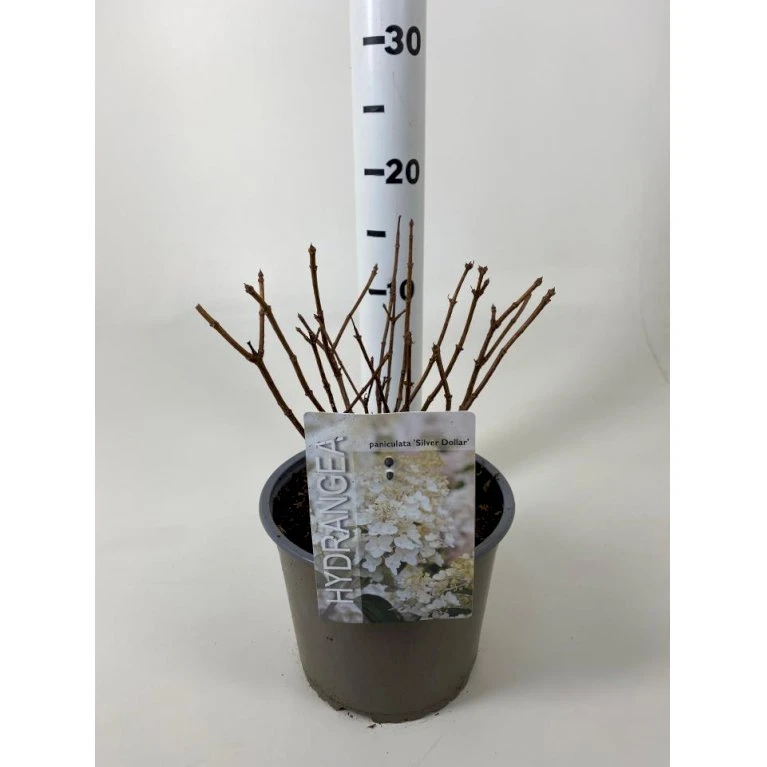 Syrén-Hortensia 'Silver Dollar' Hydrangea Paniculata 'Silver Dollar' Potte 3,0 Liter,- 25-30 Cm. 1 Syrén-Hortensia 'Silver Dollar' Hydrangea Paniculata 'Silver Dollar' Potte 3,0 Liter,- 25-30 Cm.