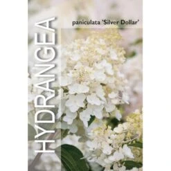 Syrén-Hortensia 'Silver Dollar' Hydrangea Paniculata 'Silver Dollar' Potte 3,0 Liter,- 25-30 Cm. 7 Syrén-Hortensia 'Silver Dollar' Hydrangea Paniculata 'Silver Dollar' Potte 3,0 Liter,- 25-30 Cm. -Osmo Salgsbutik p32192 38374 image b532