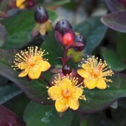 Perikon 'Miracle Night' Hypericum Inodorum 'Miracle Night' 3,5 Liter Potte -Osmo Salgsbutik p32222 47370 hypericum inodorum miracle night 98f2