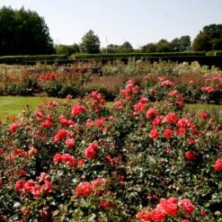 'Riberhus'™ Rosa X 'Riberhus'™ (Buketrose) A-Kvalitet,- Barrods Roser Min. 3 Grene -Osmo Salgsbutik p322 51839 rosa x riberhus buketrose b154