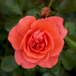 'Riberhus'™ Rosa X 'Riberhus'™ (Buketrose) A-Kvalitet,- Barrods Roser Min. 3 Grene -Osmo Salgsbutik p322 51841 rosa x riberhus buketrose 2315