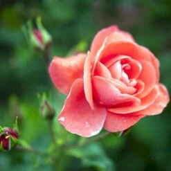 'Riberhus'™ Rosa X 'Riberhus'™ (Buketrose) A-Kvalitet,- Barrods Roser Min. 3 Grene -Osmo Salgsbutik p322 51842 rosa x riberhus buketrose 456b