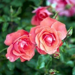'Riberhus'™ Rosa X 'Riberhus'™ (Buketrose) A-Kvalitet,- Barrods Roser Min. 3 Grene -Osmo Salgsbutik p322 51843 rosa x riberhus buketrose 99b7