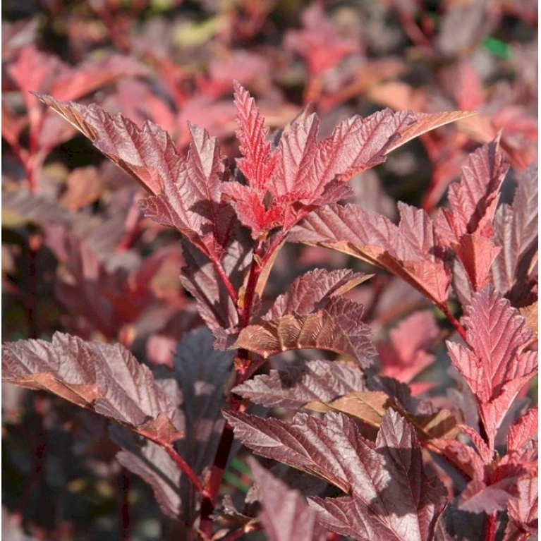 Blærespiræa 'Diable D'Or'® Physocarpus Opulif. 'Diable D'Or'® 5 Liter Potte 1 Blærespiræa 'Diable D'Or'® Physocarpus Opulif. 'Diable D'Or'® 5 Liter Potte