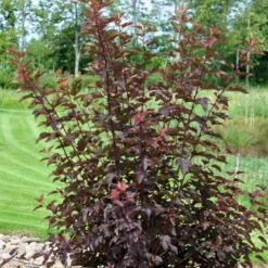 Blærespiræa 'Diable D'Or'® Physocarpus Opulif. 'Diable D'Or'® 5 Liter Potte 6 Blærespiræa 'Diable D'Or'® Physocarpus Opulif. 'Diable D'Or'® 5 Liter Potte -Osmo Salgsbutik p32397 47388 physocarpus opulif diable d or 8e81