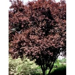 Blodblomme 'Nigra' Prunus Cerasifera 'Nigra' Solitær Busk 150-200 Cm. - Med Klump -Osmo Salgsbutik p32534 36752 prunus cerasifera nigra 86a3