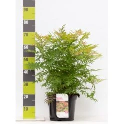 Tusindtop 'Sem' Sorbaria Sorbifolia 'Sem' Potte 6,5 Liter 60-80 Cm.
