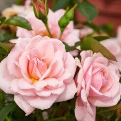 'Rosenborg'™ Rosa X 'Rosenborg'™ (Slotsrose) A-Kvalitet,- Barrods Roser Min. 3 Grene -Osmo Salgsbutik p326 51845 rosa x rosenborg slotsrose dada