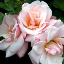 'Rosenborg'™ Rosa X 'Rosenborg'™ (Slotsrose) A-Kvalitet,- Barrods Roser Min. 3 Grene -Osmo Salgsbutik p326 51847 rosa x rosenborg slotsrose 4923