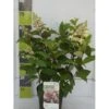 Syrén-Hortensia 'Pinky-Winky' ® Hydrangea Paniculata 'Pinky-winky' ® Potte 4,0 Liter,- 40-50 Cm.