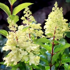 Syrén-Hortensia 'Pinky-Winky' ® Hydrangea Paniculata 'Pinky-winky' ® Potte 4,0 Liter,- 40-50 Cm. -Osmo Salgsbutik p3270 47363 hydrangea paniculata pinky winky 40dc